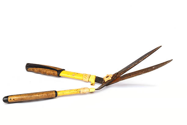istock Old and rusty garden scissor isolated on white background 532518603