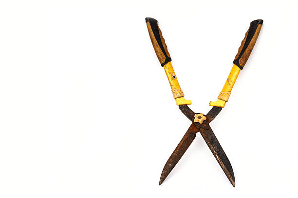 Old and rusty garden scissor isolated on white background