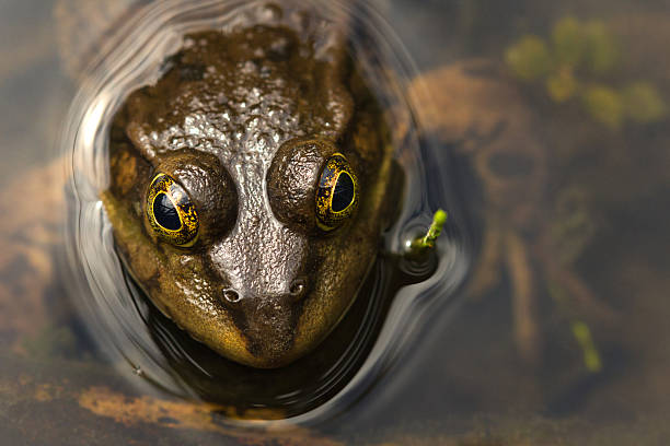 istock Head shot of a Common Frog 532518691