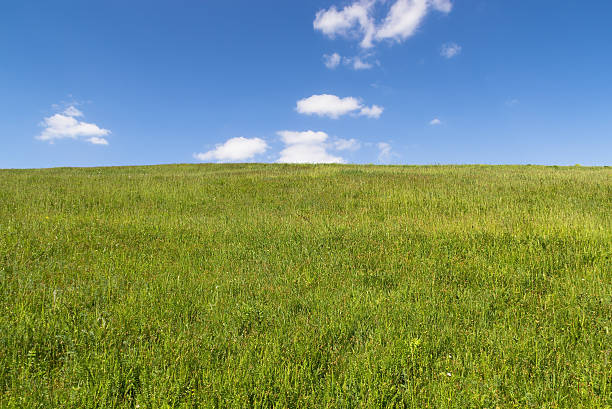 istock Green field under the blue sky 532518869