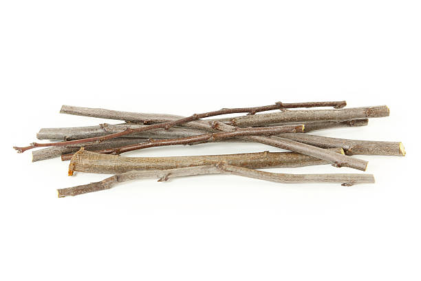 ramos de ameixa sobre fundo branco - bark isolated part of white - fotografias e filmes do acervo