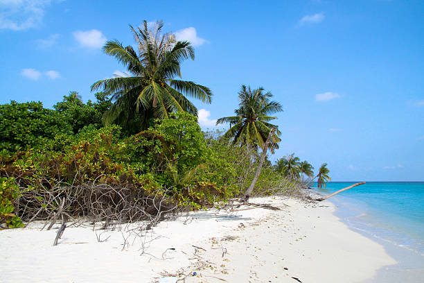istock Natural Maldives Beach with Palm Trees 532519385