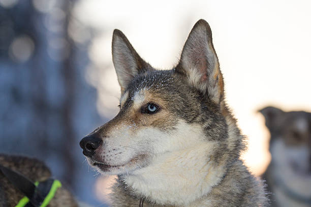 Blue eyed husky dog ready to pull a sledge, Lapland stock photo