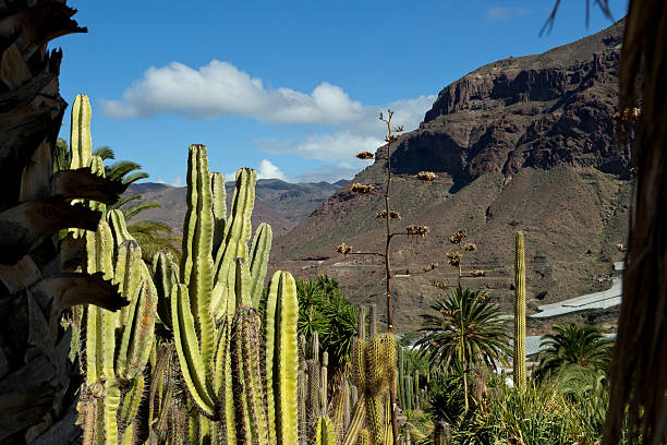 Cactuses of Gran Canaria, Spain