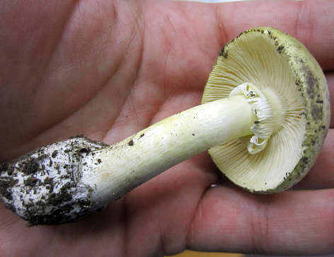 An edible mushroom grows in the forest among green leaves and moss