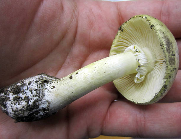 Deadly Destroying Angel mushroom on a human palm Deadly Destroying Angel mushroom on a human palm amanita phalloides stock pictures, royalty-free photos & images