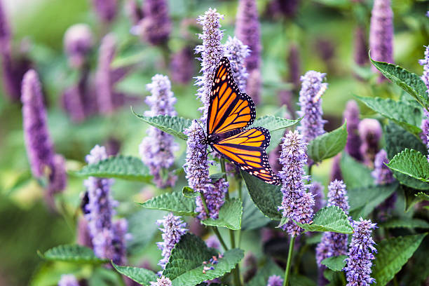 Monarch Butterfly (Danaus plexippus) Pollinating Lavender Anise Hyssop Blossom A bright female Monarch Butterfly (Danaus plexippus) is pollinating a lavender Anise Hyssop (Agastache foeniculum) blossom. anise stock pictures, royalty-free photos & images