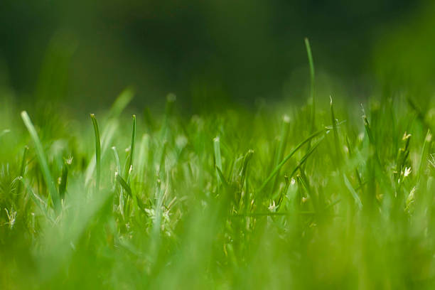 Green Gras – Foto