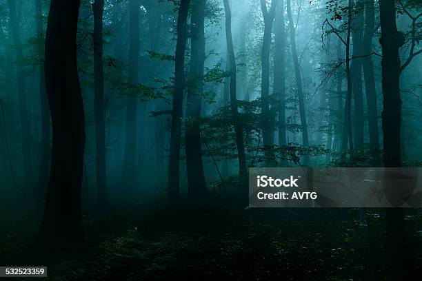 Spuk Dunklen Wald Am Abend Im Mondlicht Stockfoto und mehr Bilder von Wald - Wald, Dunkel, Nacht