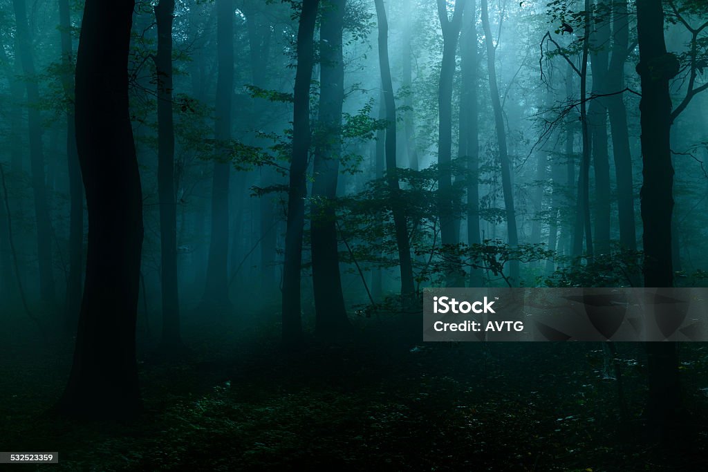 Spooky Dark Forest at Night in Moonlight Dark forest at night in the light of a full moon, some fog and lots of spiderwebs add the spooky atmosphere Forest Stock Photo