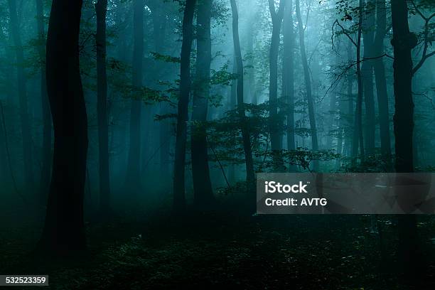 Spooky Dark Forest At Night In Moonlight Stock Photo - Download Image Now - Forest, Dark, Night
