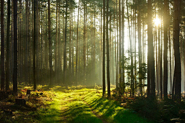 Sunbeams romper a través de un bosque de pinos, árbol al amanecer - foto de stock
