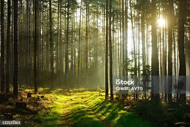 Sunbeams Breaking Through Pine Tree Forest At Sunrise Stock Photo - Download Image Now