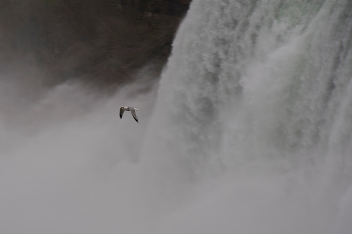 Shot of a seagull flying away from the tumbling waterfall.
