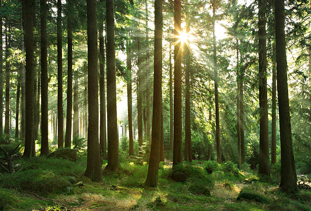 istock Sunbeams breaking through Spruce Tree Forest at Sunrise 532524047