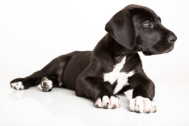 Cute Great Dane puppy purebreds that are on black with copy space