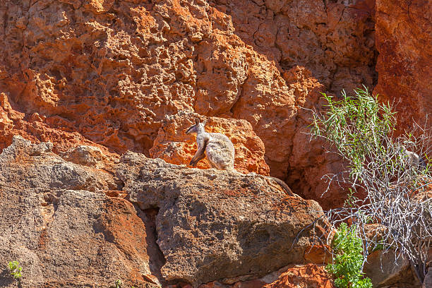istock Rare Wallaby on Rocks in Cape Range National Park 532528613