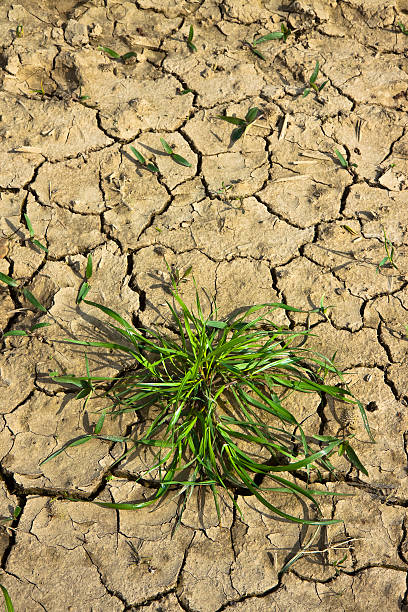 istock Infertile land burned by the sun 532528893