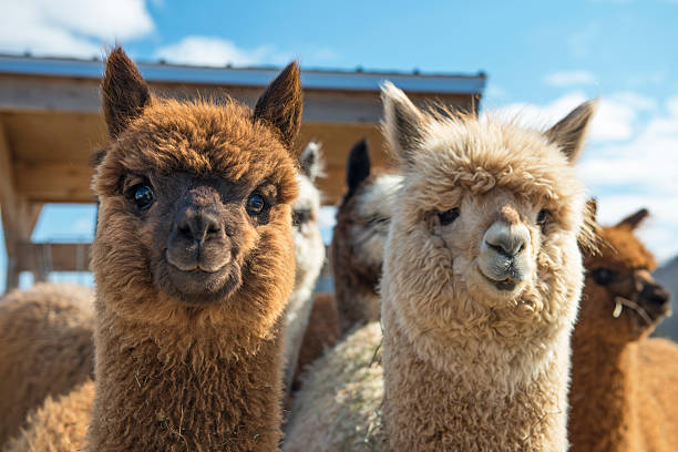 Alpacas Alpacas looking at camera. They are very curious! hoofed mammal stock pictures, royalty-free photos & images