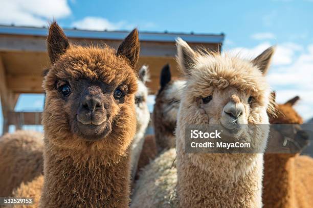 Alpacas Stock Photo - Download Image Now - Alpaca, Llama - Animal, Animal
