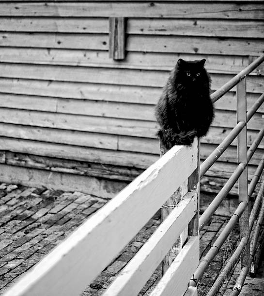 istock Barn Cat on a Fence 532529325