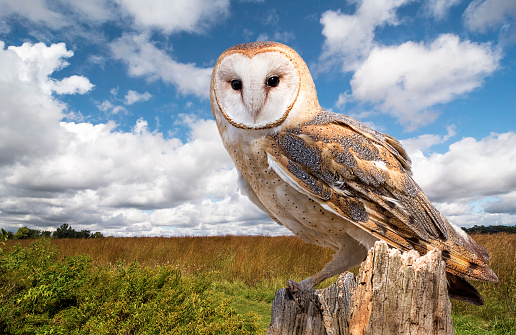 A barn owl perched on a dead tree stump in a meadow.  Barn Owls are silent predators of the night world. Lanky, with a whitish face, chest, and belly, and buffy upperparts, this owl roosts in hidden, quiet places during the day. By night, they hunt on buoyant wingbeats in open fields and meadows.