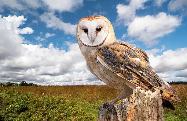 Photo of Barn Owl