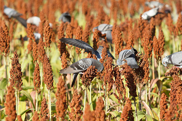gli uccelli devastare miglio e sorgo campi di sussistenza agricoltori - sorghum animals feeding outdoors close up foto e immagini stock