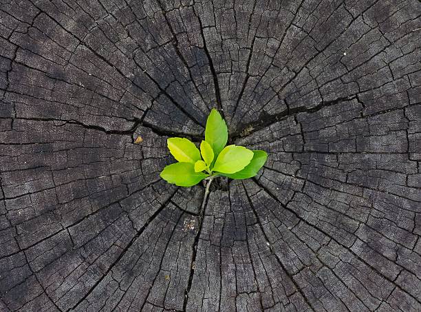 istock Plant Growing in Wood 532529817
