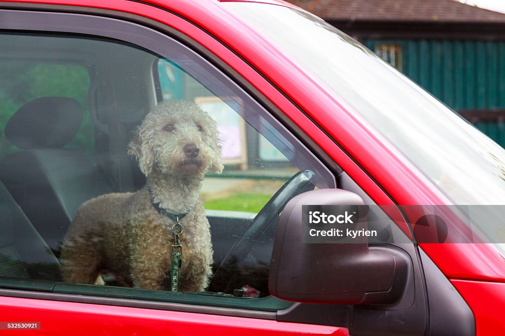 Dog waiting for his owner An intent dog waiting for his owner in a car Car Stock Photo