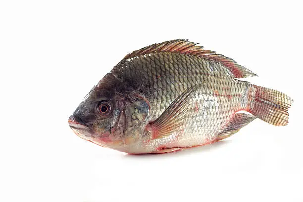 Photo of Nile tilapia fishes