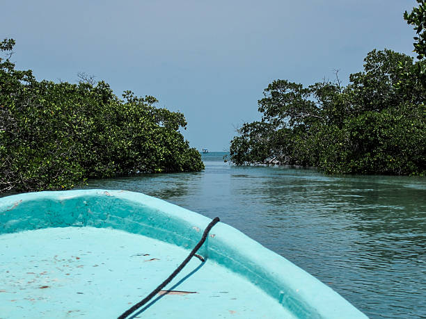 View over a boat bow of a mangrove