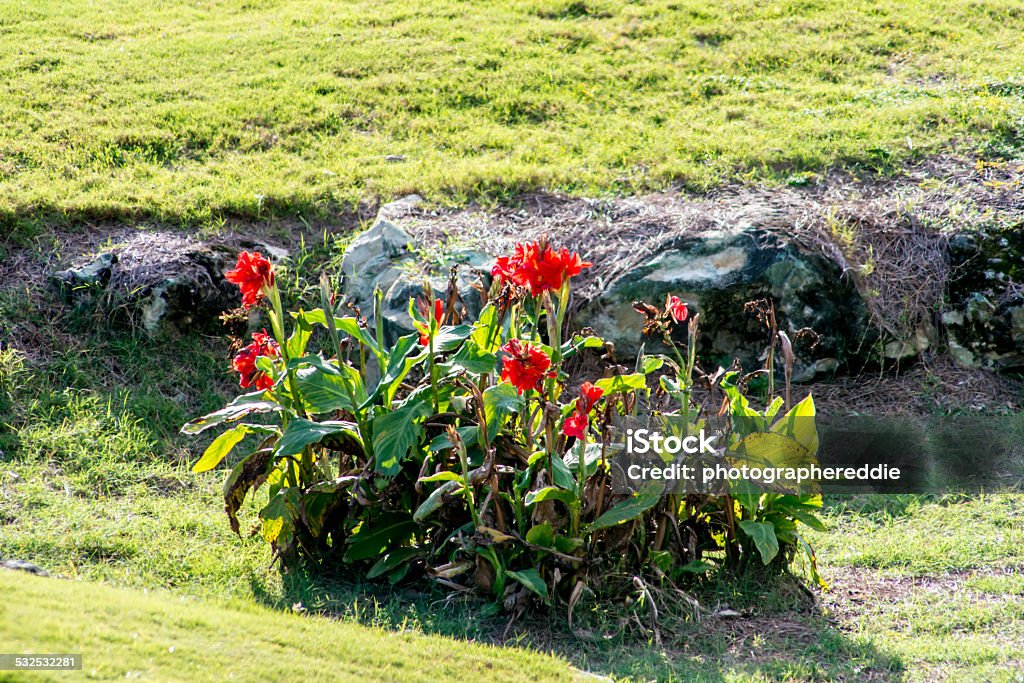 Red Flower Bush on Golf Course Red Flower bush in front of rock ledge on a golf course. 2015 Stock Photo