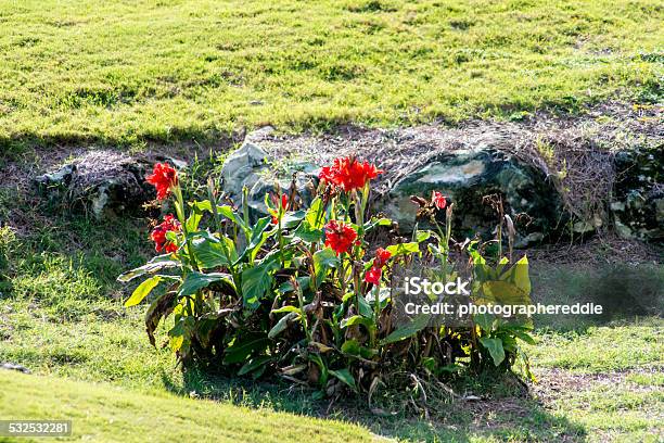 Red Flower Bush On Golf Course Stock Photo - Download Image Now - 2015, Azalea, Beauty In Nature
