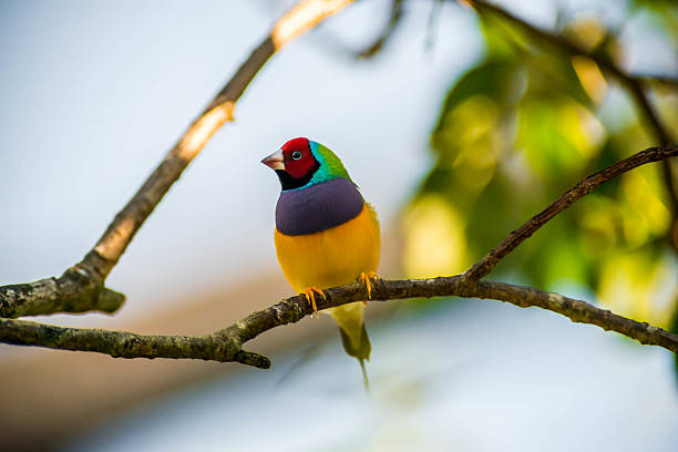 The Gouldian The Gouldian Finch is perched on a small twig showing his purple breast, yellow belly, green nape, and red face.  This is an Australian beautiful multicolored bird caught in the wild. gouldian finch stock pictures, royalty-free photos & images