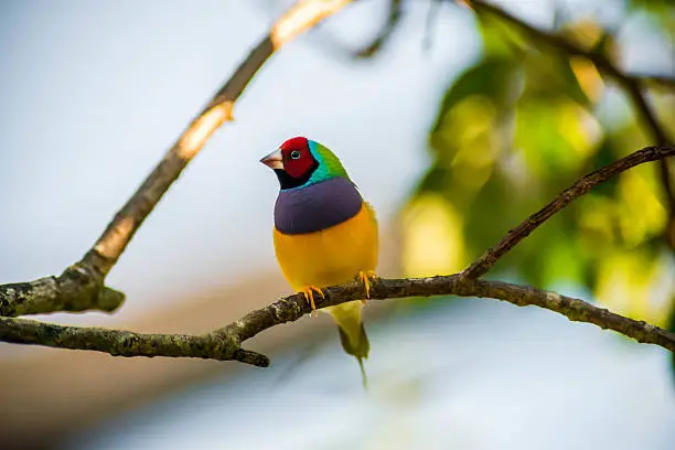 The Gouldian Finch is perched on a small twig showing his purple breast, yellow belly, green nape, and red face.  This is an Australian beautiful multicolored bird caught in the wild.