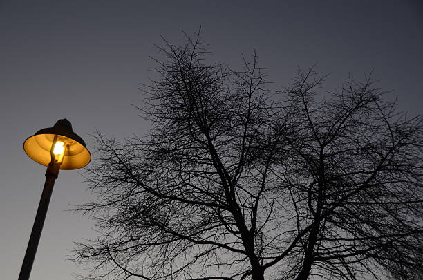 Bare winter trees silhouetted against the twilight sky, beside a street light that has come on.