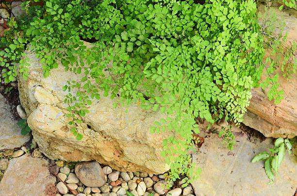 istock Green plant garden 532546070