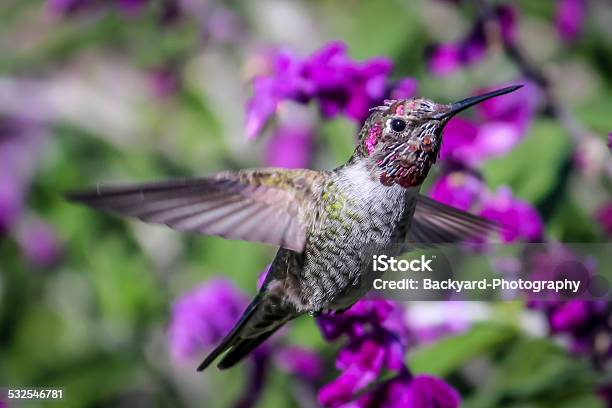 Hummingbird Flying Near Purple Flowers Stock Photo - Download Image Now - 2015, Animal, Animal Body Part