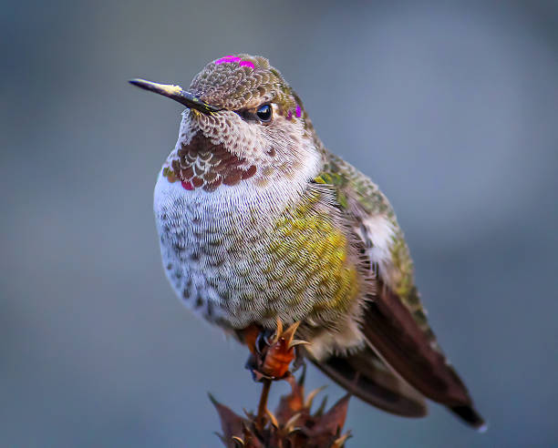 istock Hummingbird Perched on a Plant, Color Image, Blurred Background 532546811