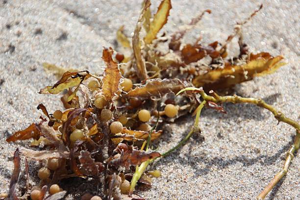 istock Seaweed in Sand in Florida 532547035