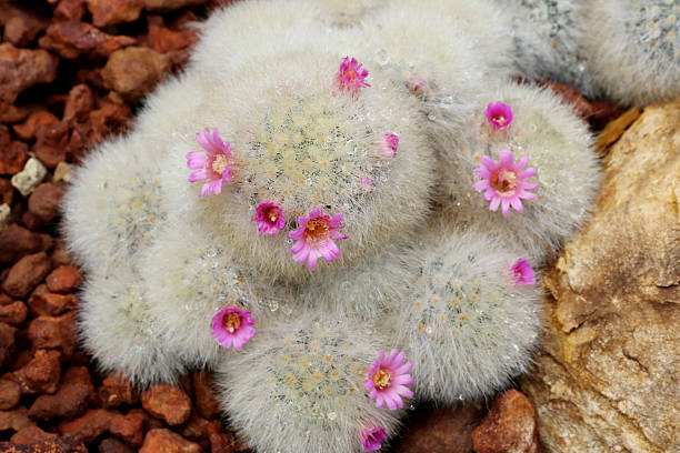 cato suculenta, vista de cima - cactaceous imagens e fotografias de stock