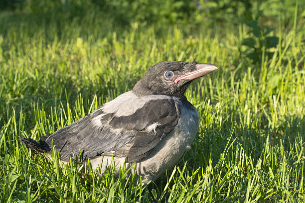 Young Eurasian magpie, Pica pica laying flat on the ground in the sun light trying to get the ants to clean its feathers in a public park in the center of Copenhagen