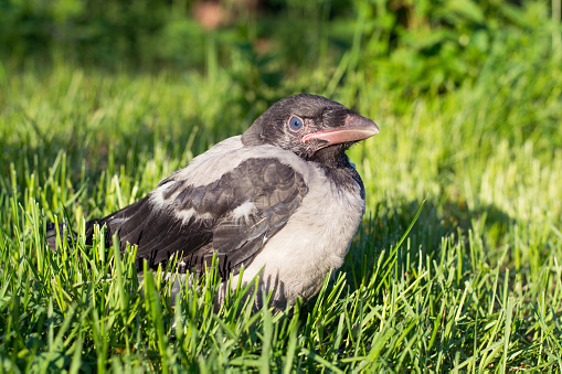 Young hooded crow. The Hooded Crow, Corvus cornix is a Eurasian bird species in the crow genus