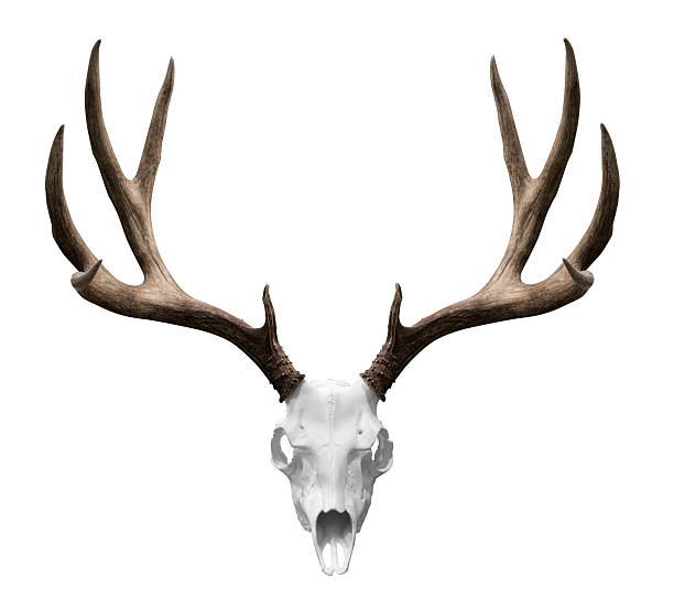 isolted deer teschio - animal skull foto e immagini stock