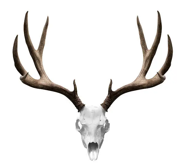 an isolated deer skull ready to drp into your designs.