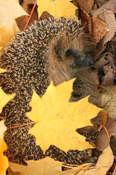 istock hedgehog autumn leaves forest 532549139