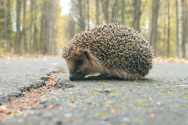 istock hedgehog autumn leaves forest 532549147