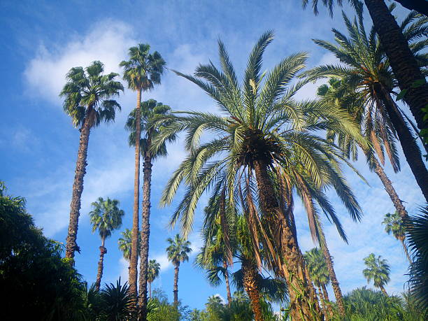 istock Palm trees with big fronds 532549225