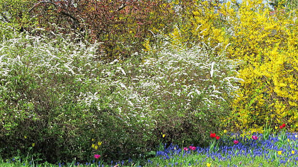 istock Grape Hyacinth and Forsythia in blossom at springtime. 532549723